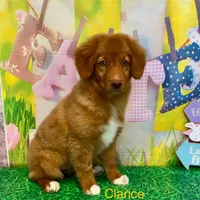 Clarice, a female Nova Scotia Duck Tolling Retriever for sale in Avery, TX – Photo 1 of 4
