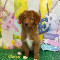 Clarice, a female Nova Scotia Duck Tolling Retriever for sale in Avery, TX – Photo 2 of 4