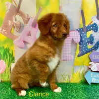 Clarice, a female Nova Scotia Duck Tolling Retriever for sale in Avery, TX – Photo 3 of 4
