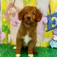 Clarice, a female Nova Scotia Duck Tolling Retriever for sale in Avery, TX – Photo 4 of 4