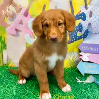 Charlie, a male Nova Scotia Duck Tolling Retriever for sale in Avery, TX – Photo 2 of 5