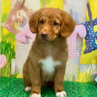 Charlie, a male Nova Scotia Duck Tolling Retriever for sale in Avery, TX – Photo 4 of 5
