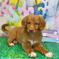 Charlie, a male Nova Scotia Duck Tolling Retriever for sale in Avery, TX – Photo 5 of 5