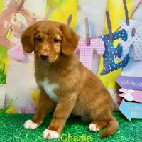 Charlie, a male Nova Scotia Duck Tolling Retriever for sale in Avery, TX – Photo 3 of 5