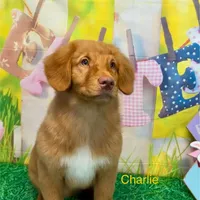 Charlie, a male Nova Scotia Duck Tolling Retriever for sale in Avery, TX – Photo 1 of 5