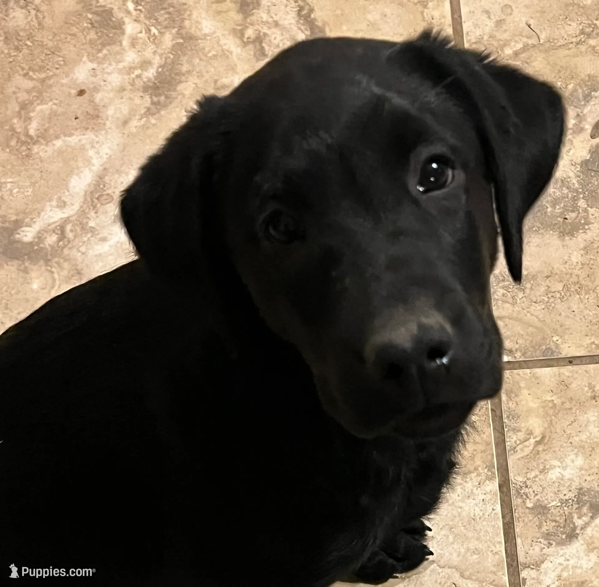 Purple  Collar, a male Labrador Retriever for sale in Denton, TX – Photo 2 of 5