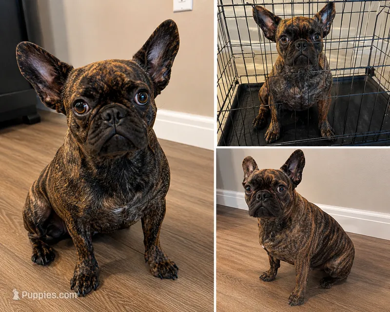 Luna  – French Bulldog puppy for sale in Houston, TX