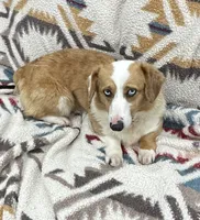 Reggie, a female Pembroke Welsh Corgi for sale in East Jordan, MI – Photo 1 of 3