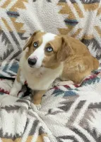 Reggie, a female Pembroke Welsh Corgi for sale in East Jordan, MI – Photo 2 of 3