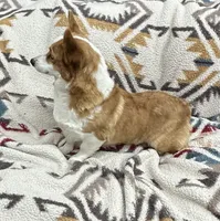 Peggy, a female Pembroke Welsh Corgi for sale in East Jordan, MI – Photo 2 of 3