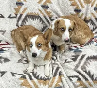 Peggy, a female Pembroke Welsh Corgi for sale in East Jordan, MI – Photo 3 of 3