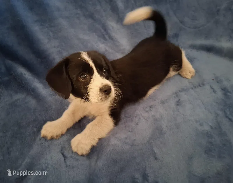 Chloe – Pembroke Welsh Corgi, Shihpoo puppy for sale in Paisley, FL