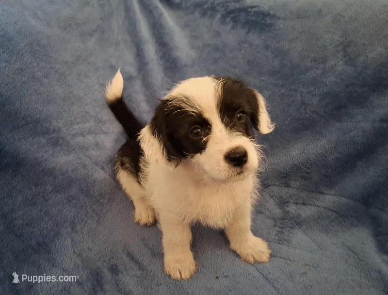 Jaq – Pembroke Welsh Corgi, Shihpoo puppy for sale in Paisley, FL