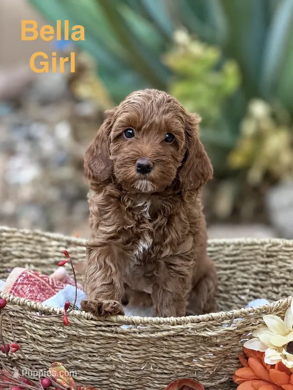 Bella – Miniature Goldendoodle puppy for sale in Surprise, AZ