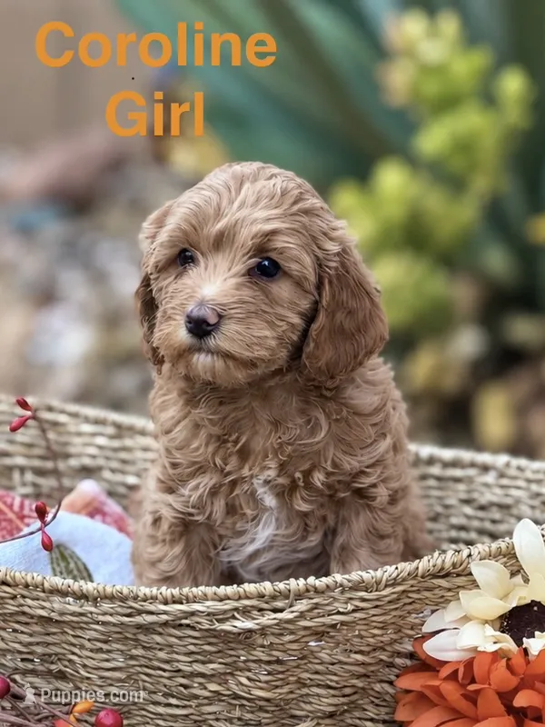 Coraline – Miniature Goldendoodle puppy for sale in Surprise, AZ