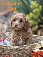 Coraline, a female Miniature Goldendoodle for sale in Surprise, AZ – 1 of 1
