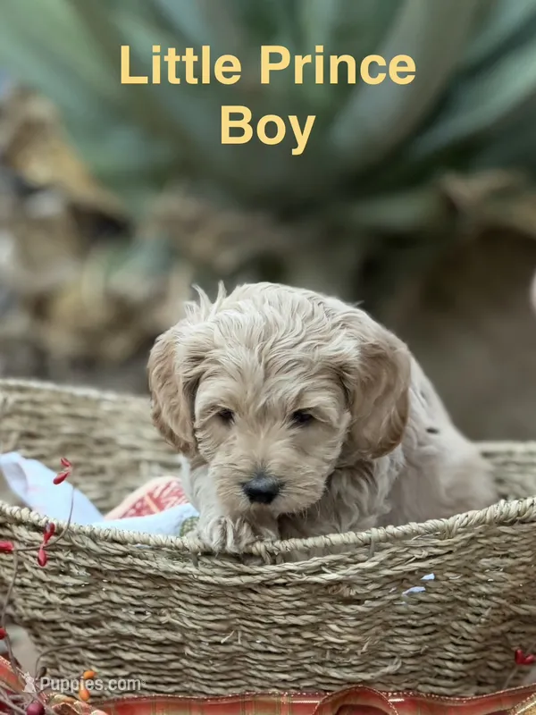 Little Prince – Miniature Goldendoodle puppy for sale in Surprise, AZ