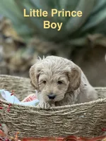 Little Prince, a male Miniature Goldendoodle for sale in Surprise, AZ – 1 of 1