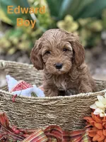 Edward, a male Miniature Goldendoodle for sale in Surprise, AZ – 1 of 1