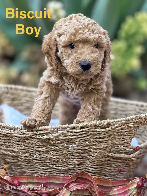 Biscuit – Miniature Goldendoodle puppy for sale in Surprise, AZ