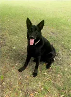 Gray Boy, a male German Shepherd Dog for sale in Waxahachie, TX – Photo 4 of 5