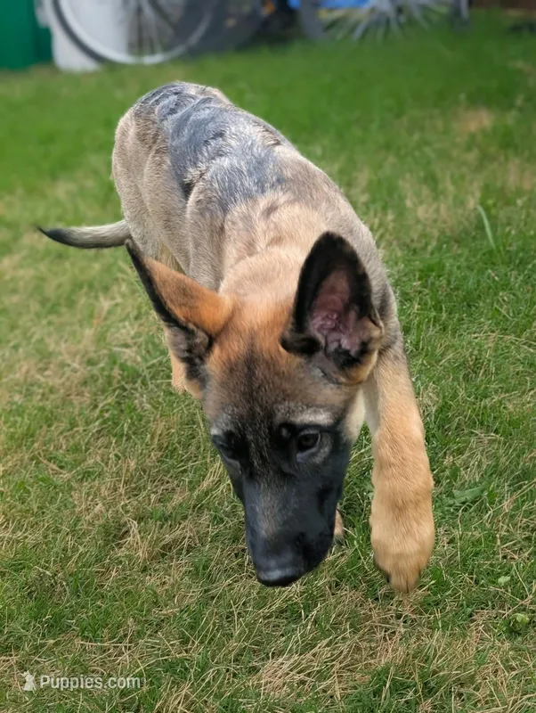 Gray Boy – German Shepherd Dog puppy on hold in Waxahachie, TX