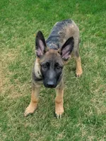 Gray Boy, a male German Shepherd Dog for sale in Waxahachie, TX – Photo 2 of 5