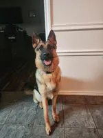 Gray Boy, a male German Shepherd Dog for sale in Waxahachie, TX – Photo 5 of 5