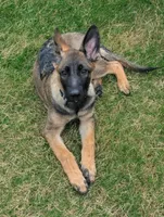 Gray Boy, a male German Shepherd Dog for sale in Waxahachie, TX – Photo 3 of 5