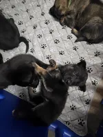 Purple Girl, a female German Shepherd Dog for sale in Waxahachie, TX – Photo 2 of 9