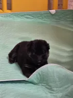 Purple Girl, a female German Shepherd Dog for sale in Waxahachie, TX – Photo 4 of 9