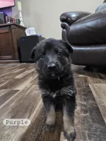 Purple Girl, a female German Shepherd Dog for sale in Waxahachie, TX – Photo 1 of 9