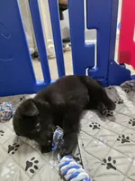 Red Boy, a male German Shepherd Dog for sale in Waxahachie, TX – Photo 3 of 7