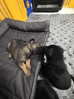 Red Boy, a male German Shepherd Dog for sale in Waxahachie, TX – Photo 7 of 7