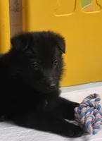 Red Boy, a male German Shepherd Dog for sale in Waxahachie, TX – Photo 2 of 7