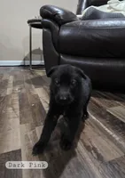 Dark Pink, a female German Shepherd Dog for sale in Waxahachie, TX – Photo 1 of 7