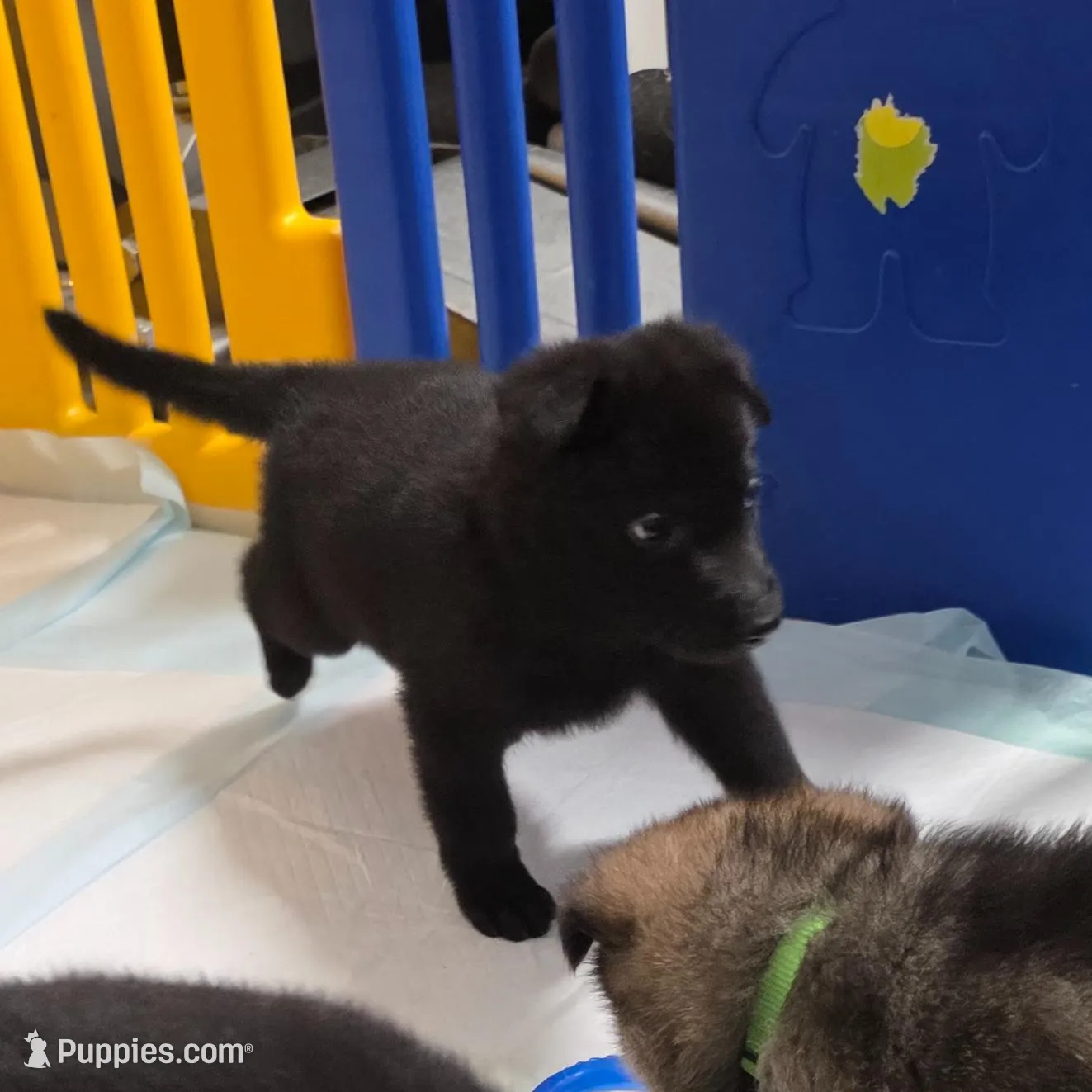 Dark Pink, a female German Shepherd Dog for sale in Waxahachie, TX – Photo 2 of 7