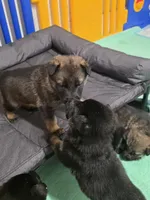 Dark Blue, a male German Shepherd Dog for sale in Waxahachie, TX – Photo 3 of 6