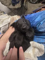 Dark Blue, a male German Shepherd Dog for sale in Waxahachie, TX – Photo 1 of 6