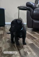 Light Blue Boy, a male German Shepherd Dog for sale in Waxahachie, TX – Photo 2 of 7