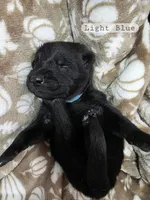 Light Blue Boy, a male German Shepherd Dog for sale in Waxahachie, TX – Photo 3 of 7