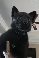 Light Blue Boy, a male German Shepherd Dog for sale in Waxahachie, TX – Photo 1 of 7