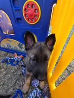 Black Collar Boy, a male German Shepherd Dog for sale in Waxahachie, TX – Photo 3 of 8