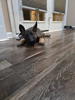 Black Collar Boy, a male German Shepherd Dog for sale in Waxahachie, TX – Photo 6 of 8