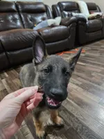 Black Collar Boy, a male German Shepherd Dog for sale in Waxahachie, TX – Photo 5 of 8