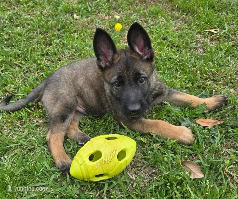 Black Collar Boy – German Shepherd Dog puppy for sale in Waxahachie, TX