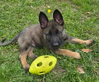 Black Collar Boy, a male German Shepherd Dog for sale in Waxahachie, TX – Photo 1 of 8