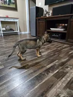 Black Collar Boy, a male German Shepherd Dog for sale in Waxahachie, TX – Photo 7 of 8