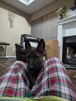 Black Collar Boy, a male German Shepherd Dog for sale in Waxahachie, TX – Photo 8 of 8