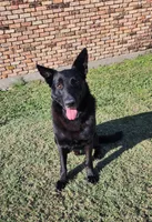 Gray Boy, a male German Shepherd Dog for sale in Waxahachie, TX – Photo 7 of 8